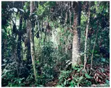 Thomas Struth, Paradise 30, Rio Madre de Dios, Peru, 2005, chromogenic print, mounted