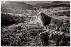 David Yarrow, Pride Rock, archival pigment print