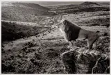 David Yarrow, Pride Rock, archival pigment print