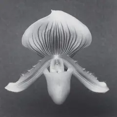 Robert Mapplethorpe, Orchid, 1988, gelatin silver print, mounted
