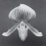 Robert Mapplethorpe, Orchid, 1988, gelatin silver print, mounted