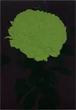 Gary Hume, Green Rose