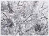 Alain Huck, Monsanto, 2013, charcoal on paper