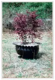 Richard Prince, Upstate, 1995-1999, chromogenic print
