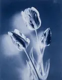 Thomas Ruff, Neg.Stil_04, 2015, chromogenic print