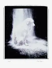 Dusted by William Wegman, 1982, Chromogenic print, on photo paper, with full margins, sold Jan 2025