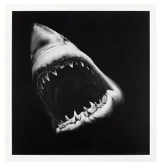 Untitled (Shark) by Robert Longo, 2010, Archival pigment print, on Epson hot-pressed paper, with full margins, sold Jun 2025