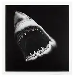 Robert Longo, Untitled (Shark)