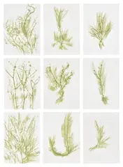 Giuseppe Penone, Trentatré Erbe (Thirty-three Herbs), 1989, The complete set of 33 lithographs in colours, on light wove paper, the full sheets, with colophon, title page and original green fabric-covered portfolio boards with printed artist's name and title