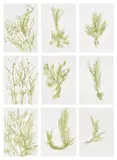 Giuseppe Penone, Trentatré Erbe (Thirty-three Herbs), 1989, The complete set of 33 lithographs in colours, on light wove paper, the full sheets, with colophon, title page and original green fabric-covered portfolio boards with printed artist's name and title