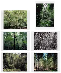 Thomas Struth, Paradise (Griffelkunst), 2004, The complete set of six pigment inkjet prints (five in colours), on Hahnemühle Photo Rag paper, with full margins