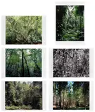 Thomas Struth, Paradise (Griffelkunst)