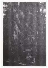 Wolfgang Tillmans, Wald (Briol III), 2008, Inkjet print, on wove paper, with full margins