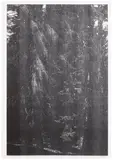 Wald (Briol III) by Wolfgang Tillmans, 2008, Inkjet print, on wove paper, with full margins, sold Sep 2025