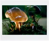 Peter Fischli and David Weiss, Untitled (Mushroom)
