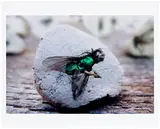 Gabriel Orozco, Fly Stamp, 2010, Chromogenic print, on photo paper, with full margins