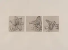Paul Kane, Untitled, THREE DAY LILIES, graphite and acrylic wash on paper