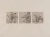 Paul Kane, Untitled, THREE DAY LILIES, graphite and acrylic wash on paper
