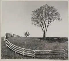 James Klebau, Tree, Gelatin silver print