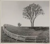 James Klebau, Tree, Gelatin silver print