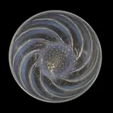 ‘Poissons’ bowl by René Lalique, c.1921, opalescent glass, sold Apr 2024