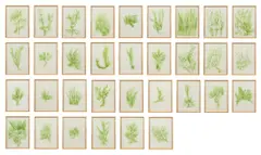 Giuseppe Penone, Trentatré erbe, 1989, 33 Offset-Lithografien auf leichtem Zeichenpapier