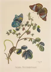Pieter Sluyter, Auktion 407, Los 386, Kolorierte Kupferstiche auf Papier