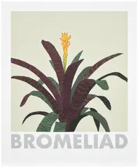 Bromeliad by Jonas Wood, 2020, Screenprint in colours, on Rising Museum Board, with full margins, sold Sep 2025