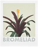 Jonas Wood, Bromeliad, 2020, Screenprint in colours, on Rising Museum Board, with full margins