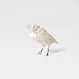 Tracey Emin, Small Bird, 2015, Multiple comprising cast plaster and metal hairpins, contained within the original cardboard box (as issued)