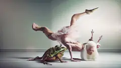 Nice Aunties, Ballet Body