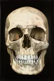 The Skull Beneath the Skin by Damien Hirst, 2005, Screenprint in colours with diamond dust, on Somerset Satin paper, the full sheet, sold Jan 2024
