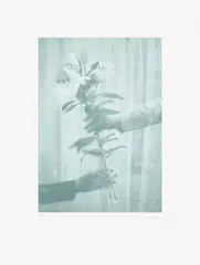 Paul Winstanley, Lilies, from The Help Portfolio, 2020, Screenprint in colours, on Somerset paper, with full margins