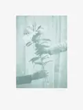 Paul Winstanley, Lilies, from The Help Portfolio, 2020, Screenprint in colours, on Somerset paper, with full margins
