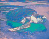 Turtle (F. & S. 360A) by Andy Warhol, 1985, Screenprint in colours, on Lenox Museum Board, the full sheet, sold Jun 2024