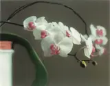 Gerhard Richter, Orchidee II (Orchid II) (B. 103), 1998, Offset lithograph in colours, on lightweight cardboard, mounted between Plexiglas plates, with strainer on the reverse (as issued)