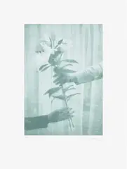Paul Winstanley, Lilies, from The Help Portfolio, 2020, Screenprint in colours, on Somerset paper, with full margins