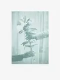 Paul Winstanley, Lilies, from The Help Portfolio, 2020, Screenprint in colours, on Somerset paper, with full margins