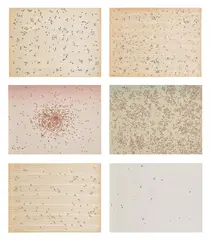 Insects (E. 60-65) by Ed Ruscha, 1972, The complete set of six screenprints in colours, three on paper-backed wood veneer and three on Fabriano paper, the full, sold Sep 2024