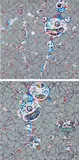Chaos: Primordial Life; and DOB: Myxomycete by Takashi Murakami, 2017, Two offset lithographs in colours, on smooth wove paper, the full sheets, sold Sep 2024