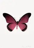 Damien Hirst, The Souls IV – Fuchsia Pink/Raven Black