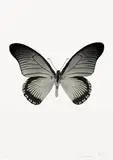 Damien Hirst, The Souls IV – Silver Gloss/Raven Black