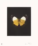Damien Hirst, Reveal, from Butterfly Etchings, 2009, Etching and aquatint in colours, on wove paper, with full margins