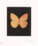 Damien Hirst, Prosperity, from Butterfly Etchings, 2009, Etching and aquatint in colours, on wove paper, with full margins