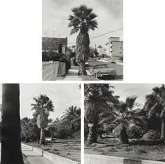 Palm Trees by Ed Ruscha, 1971, Three gelatin silver prints, printed 2003, sold May 2024