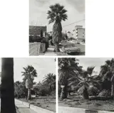Ed Ruscha, Palm Trees, 1971, Three gelatin silver prints, printed 2003