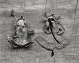Frederick Sommer, Frog and Flower