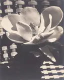 Man Ray, Magnolia Blossom, 1926, Gelatin silver print, mounted