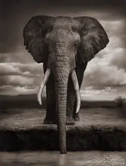 Elephant Drinking, Amboseli by Nick Brandt, 2007, Archival pigment print, sold May 2024