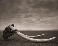Ranger With Tusks of Killed Elephant by Nick Brandt, 2011, Archival pigment print, sold May 2024